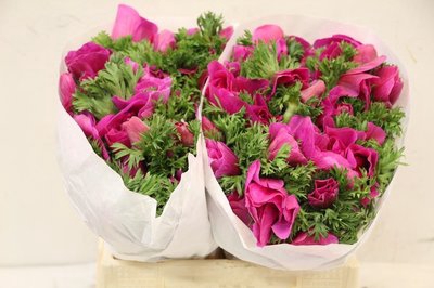 <h4>Anemone mistral plus fuchsia</h4>