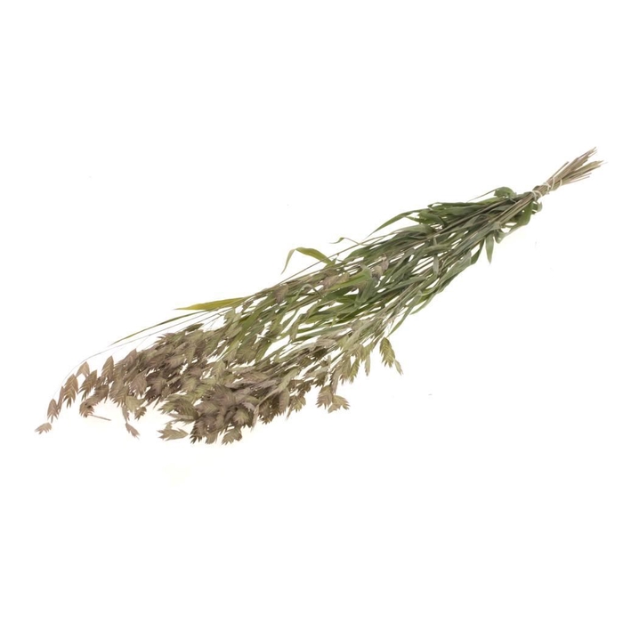 <h4>Chasmantium latifolium SB natural green</h4>