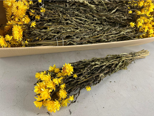 <h4>Df Helichrysum Bs Yellow</h4>