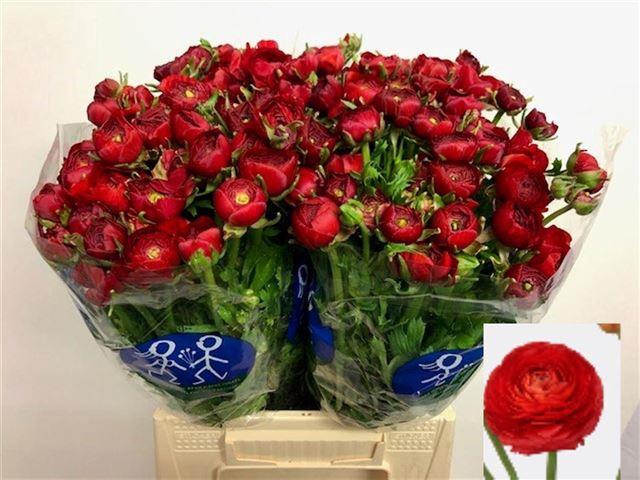 <h4>Ranunculus elegance red</h4>