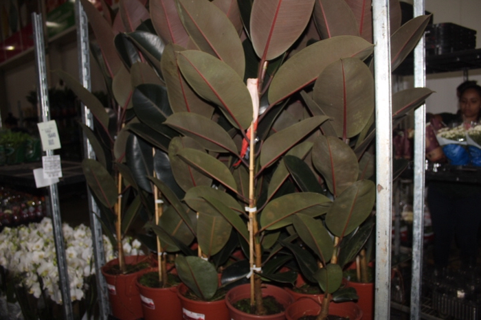 <h4>FICUS ELASTICA BURGUNDY P24</h4>