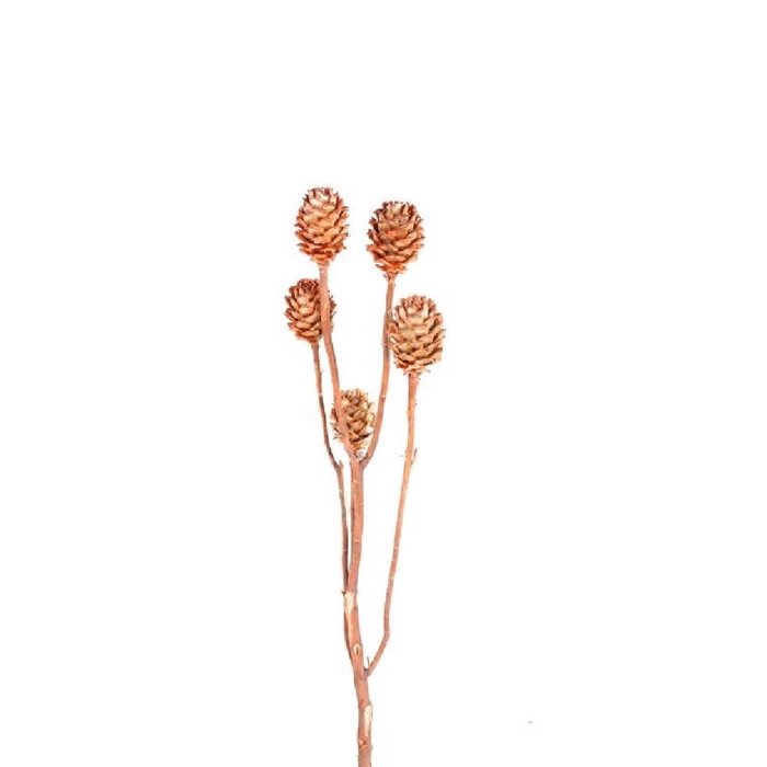 <h4>All Saints Salignum 26cm x3</h4>