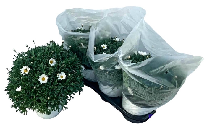 <h4>Argyranthemum frut. Stella 2000</h4>