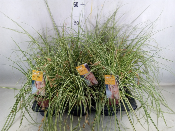 <h4>Carex Hachijoensis 'evergold'</h4>