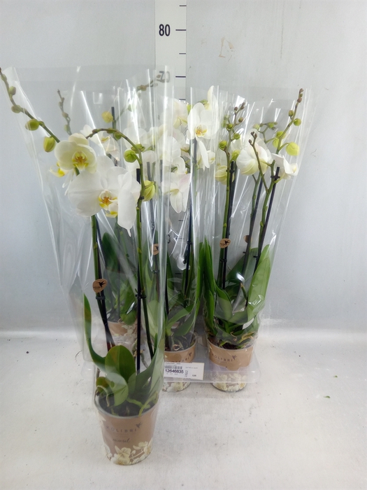 <h4>Phalaenopsis ...white</h4>