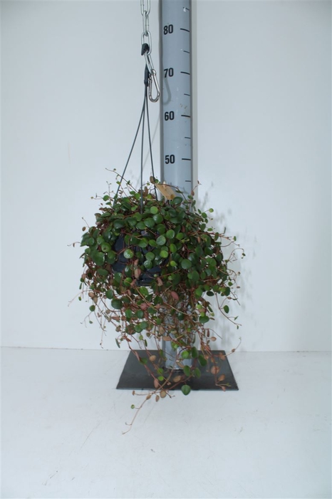 <h4>Peperomia 'pepperspot' Hang</h4>