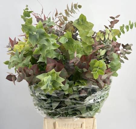 <h4>Leaf eucalyptus stuartiana autunno per bunch</h4>