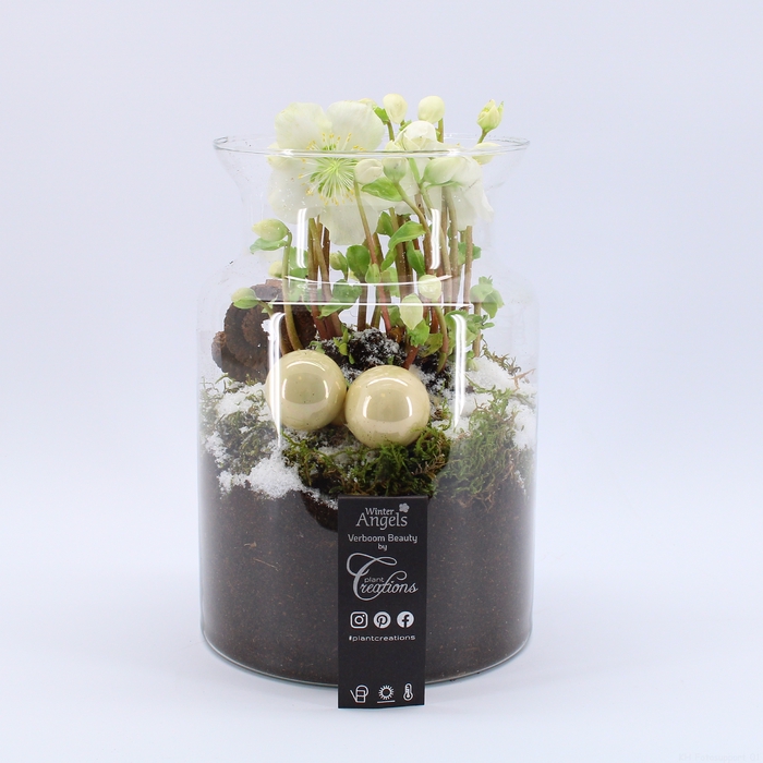 <h4>NHCR-2324 Verboom Helleborus terrarium</h4>