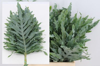 <h4>Leaf phlebodium</h4>