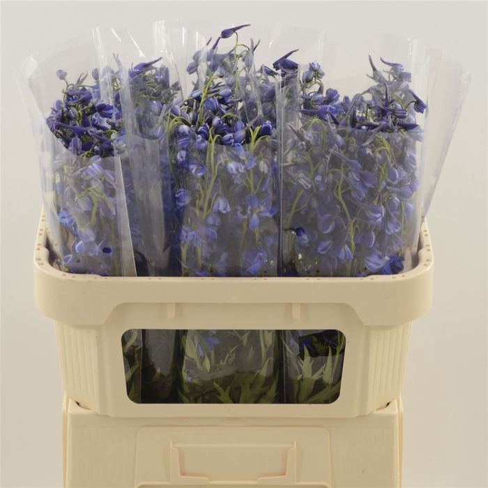 <h4>Delphinium si donna</h4>