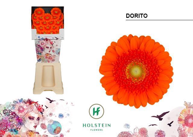 <h4>Germini diamond dorito</h4>