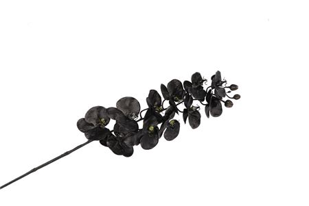 <h4>Silk Dye Black Orchidee Xl 73cm</h4>