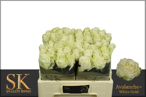 <h4>Rosa la avalanche+ Koene White Gold</h4>