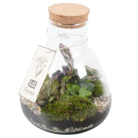 <h4>PTTM2601 Arrangementen kamerplanten groen</h4>
