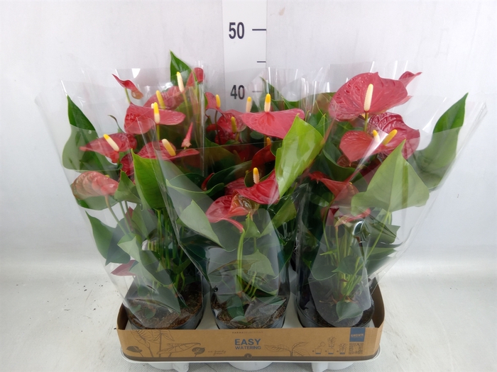 <h4>Anthurium andr. 'Karma Red'</h4>