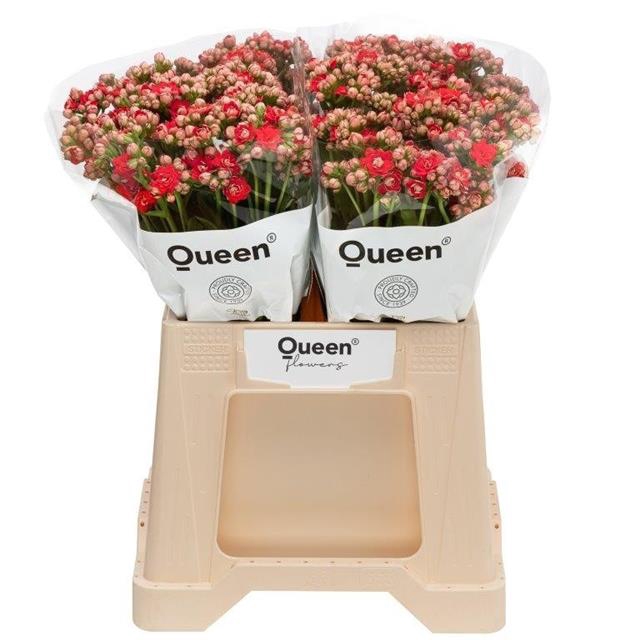 <h4>Kalanchoe pretty red meadow</h4>
