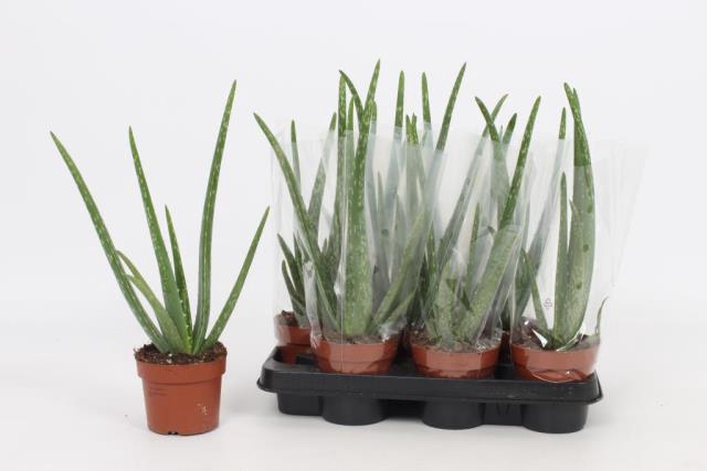 <h4>ALOE VERA</h4>