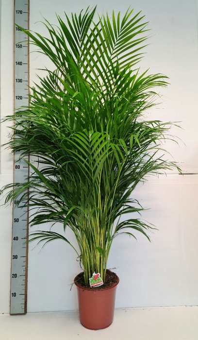 <h4>DYPSIS LUTESCENS</h4>
