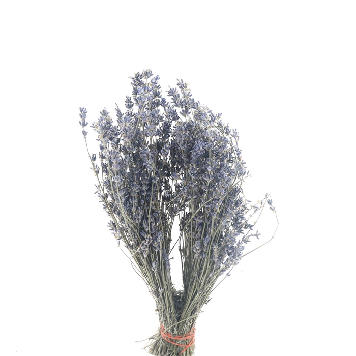 <h4>Dried Lavendel 50 Gr Bs</h4>
