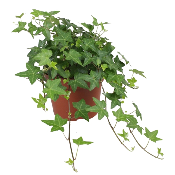 <h4>Hedera helix Pitsburg</h4>