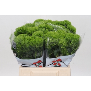 Dianthus Br Aldo Green 45cm