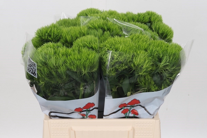 Dianthus Br Aldo Green 45cm