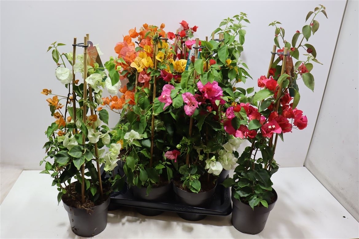 <h4>Bougainv Ov Mix Tray</h4>
