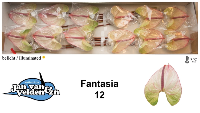 <h4>Fantasia 12</h4>