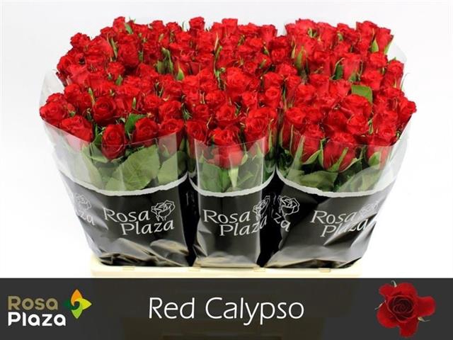 <h4>R KL RED CALYPSO</h4>