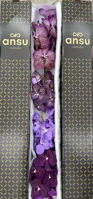 <h4>Vanda mix purple</h4>