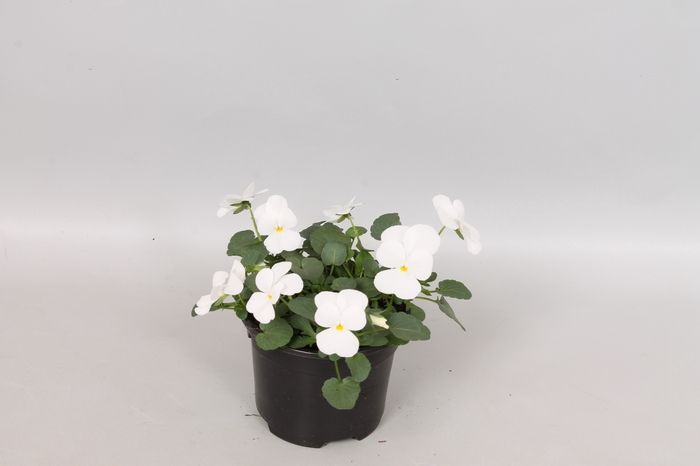 <h4>Viola cornuta F1 White</h4>