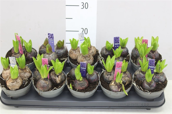 <h4>Hyacinthus Pearl Gemengd 3pp 4kl.</h4>