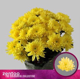 <h4>Chrys sp baltica yellow</h4>