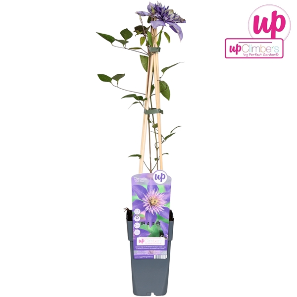 <h4>Clematis Multi Blue P15</h4>