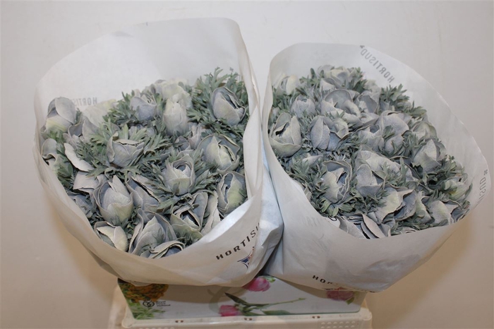 <h4>Anem Marianne Powder Grey</h4>