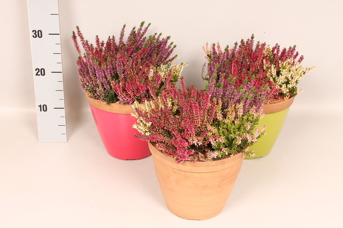 Calluna mix pot