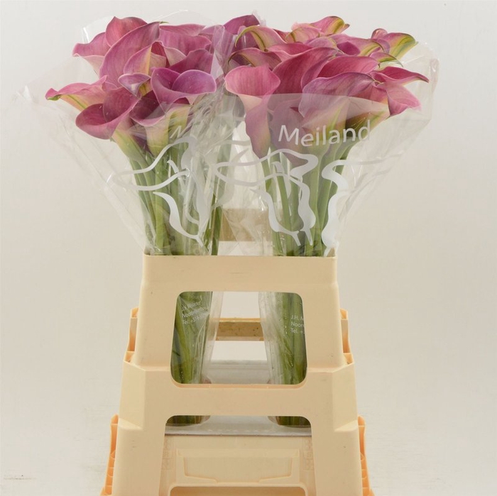 <h4>Zantedeschia captain romance</h4>