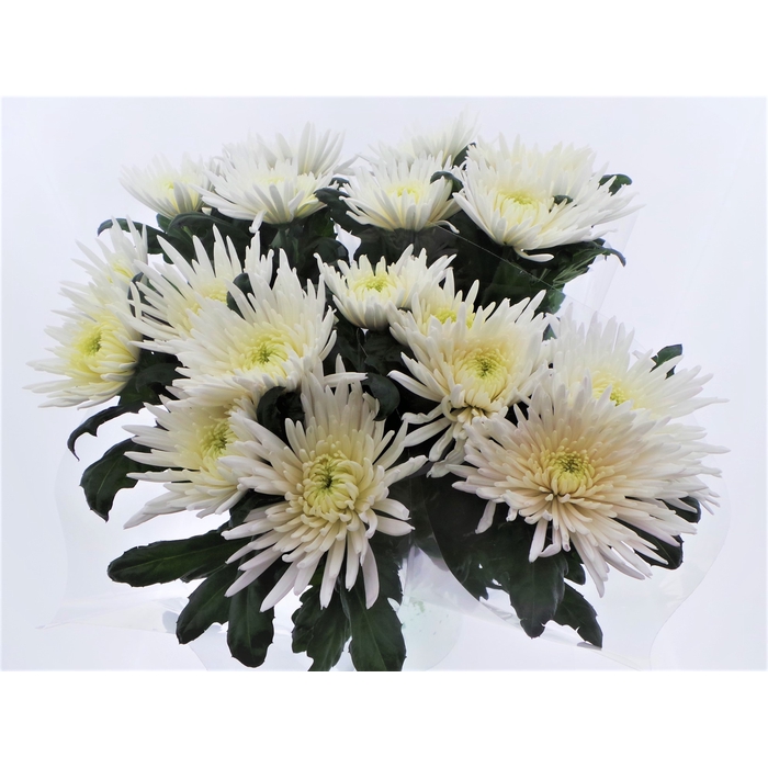 <h4>Bouquet mono Anastasia x5 60cm</h4>