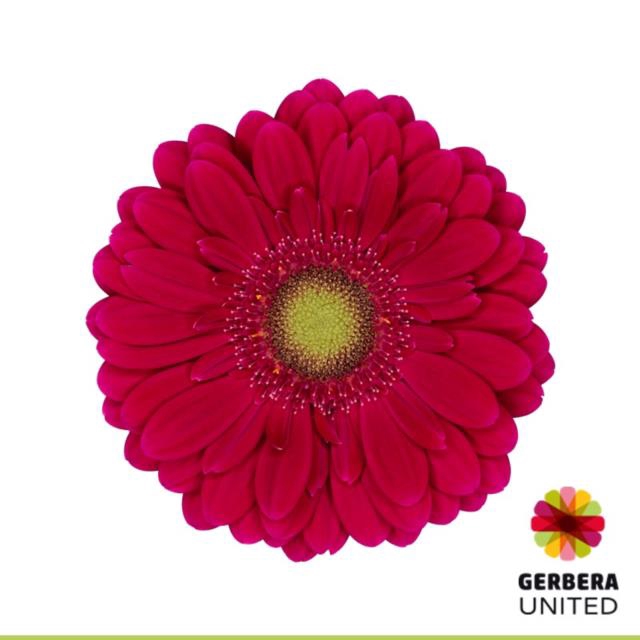 <h4>Germini diamond vivian</h4>