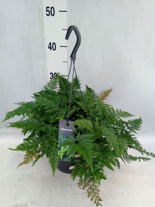 <h4>Humata Tyermannii</h4>