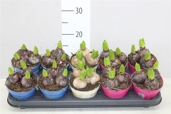 <h4>Hyacinthus Gemengd 3pp Ton Sur Ton</h4>