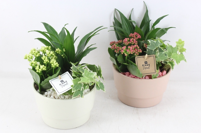 <h4>arr2 PL - Ker. bloempot x3 - roze/wit</h4>