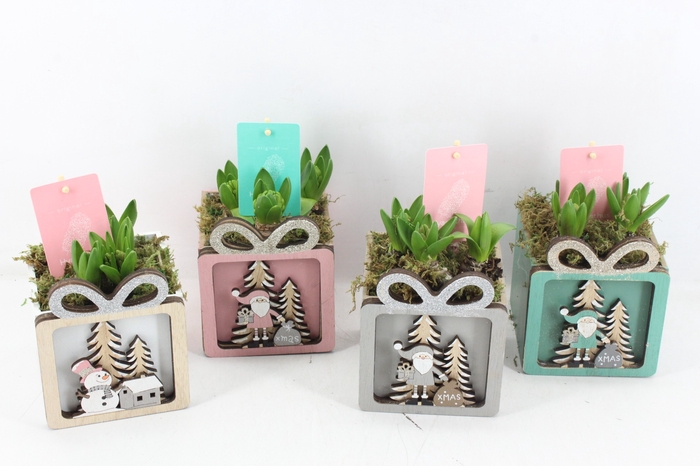 <h4>arr4 Hyacint FL3925 - Christmas present</h4>