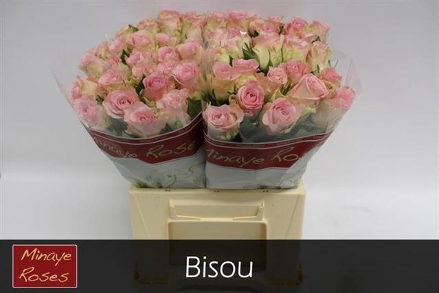 <h4>Rosa la bisou</h4>