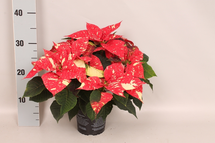 <h4>Poinsettia 13 cm Christmas Feelings® Glitter</h4>