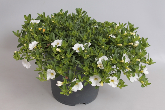 <h4>Perkplanten 19 cm Calibrachoa Callie white</h4>