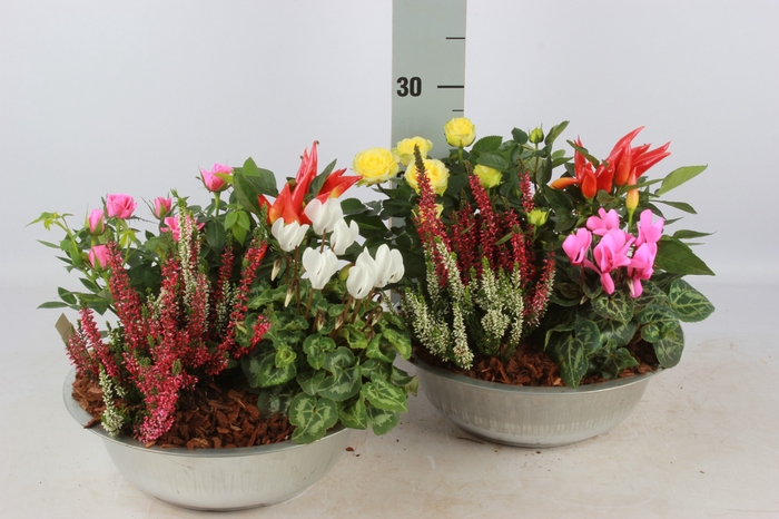 <h4>ARR TUINPLANTEN</h4>