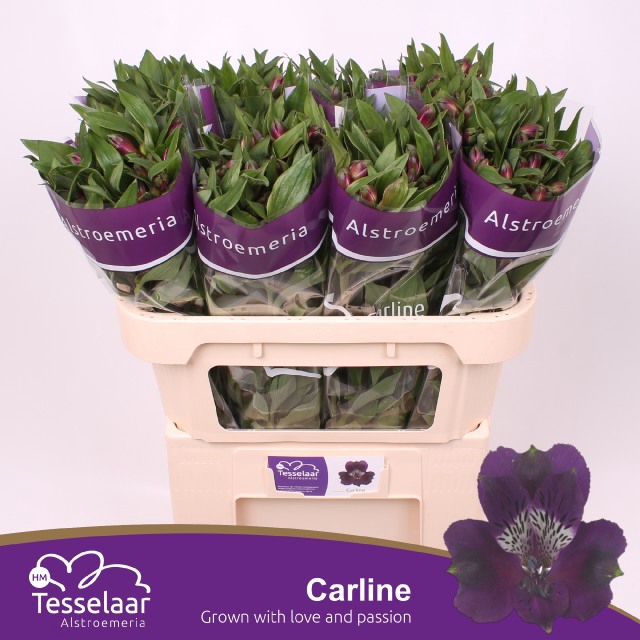 <h4>Alstroemeria carline</h4>