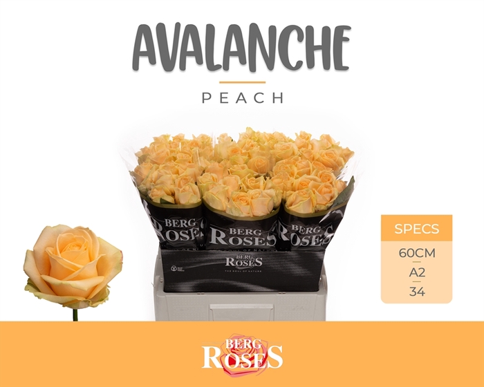 <h4>R GR Avalanche Peach+ A2</h4>