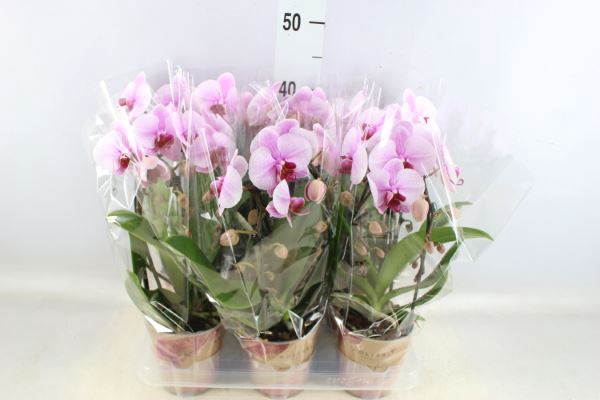<h4>Phalaenopsis 'elegant Cascade'</h4>